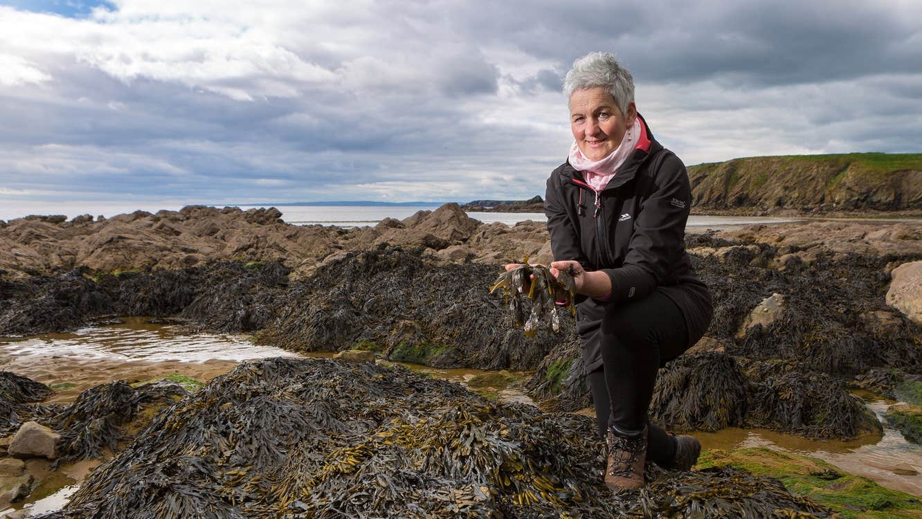 A lady forages amongst rocks on a beach for seaweed along the Copper Coast in Waterford
