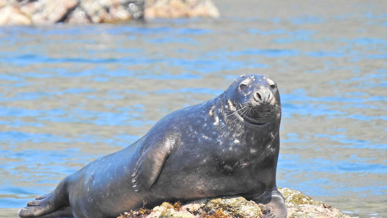 Cork Sea Safari view of sea lion resting on rocks next to the water