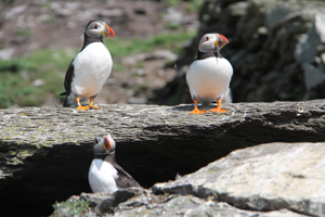 Sceilg Mhichíl (Skellig Michael)