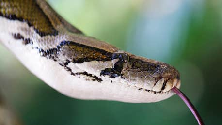 Dublin Zoo, Snake Workshop for Lunar New Year, close up view of snake's head with tongue poking out against blurred green background.