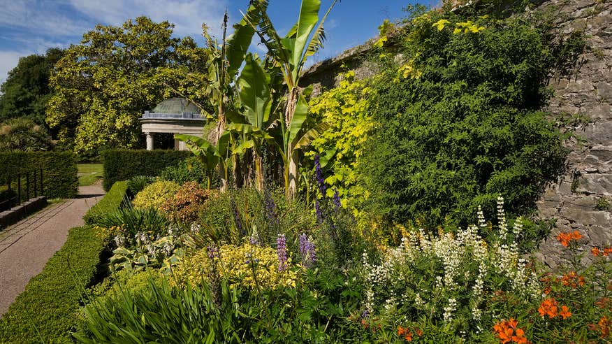 Flora at the Arboretum at Fota House in County Cork.