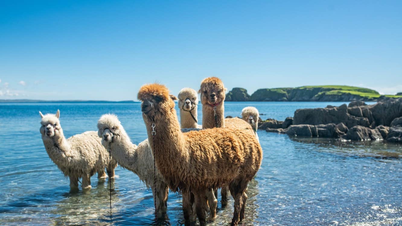 Six alpacas standing in shallow water on a sunny day