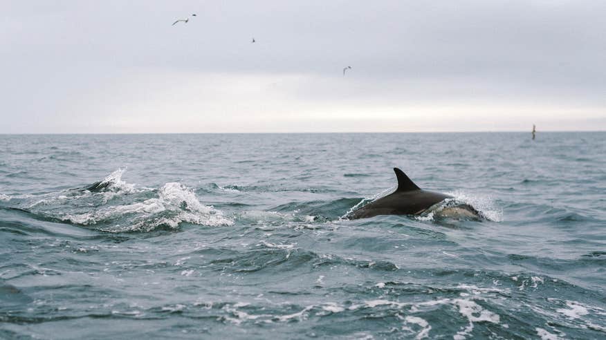Dolphins