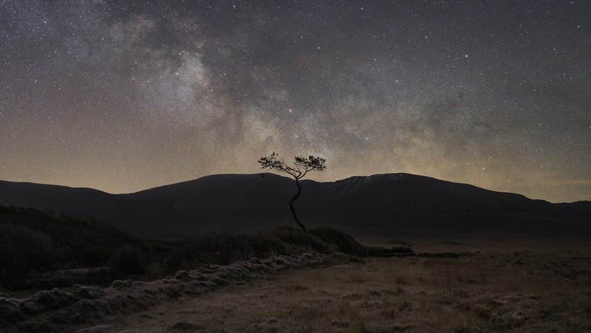 A tree's branches swaying in the dark in the Wild Nephin National Park