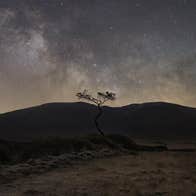 A tree's branches swaying in the dark in the Wild Nephin National Park