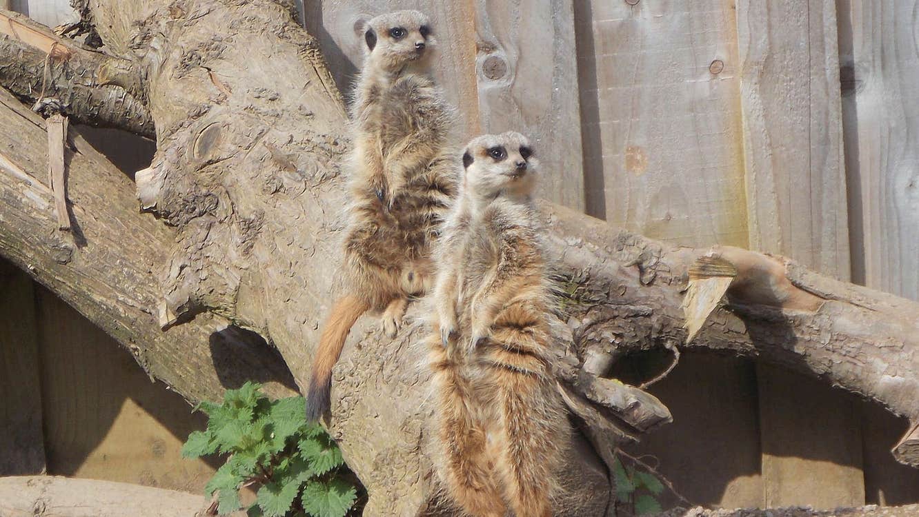 Wild Encounters Mini Zoo view of meerkats