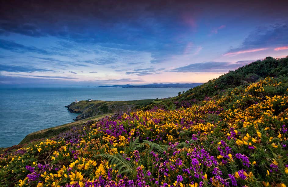 Ramble through wildflowers and alongside cliff edges on the Howth Cliff Path.