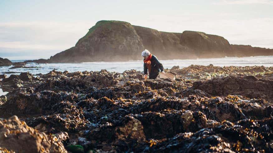 Walk the rocky Waterford shoreline and forage for fresh seaweed.