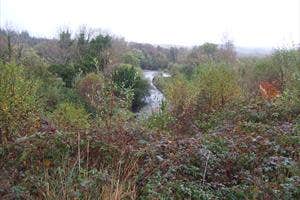 Cahermurphy Forest, Feakle, Clare