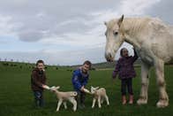 Kids feeding goats and petting a pony on Newgrange Open Farm in County Meath.