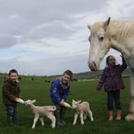Kids feeding goats and petting a pony on Newgrange Open Farm in County Meath.