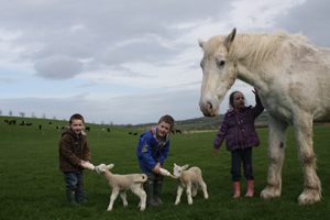 Newgrange Open Farm and Coffee Shop, Slane, Meath