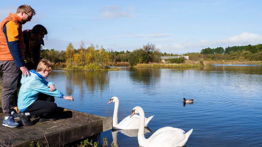 A family feeding swans in Lough Boora Discovery Park in Tullamore, County Offaly