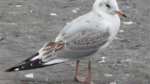 Cape Clear Bird Observatory