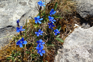 Burren Mountain Tours