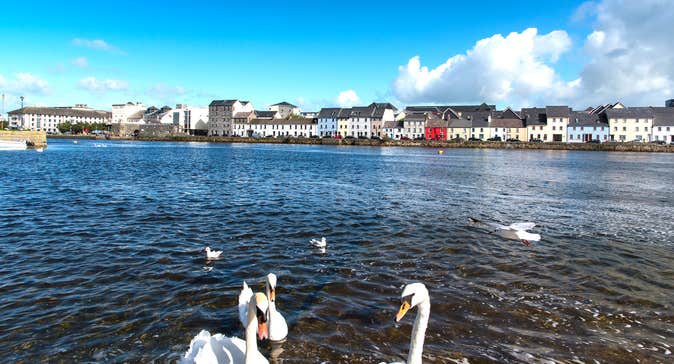 A group of swans in the water in Galway City