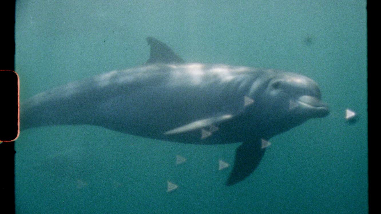 An underwater image of a dolphin swimming.