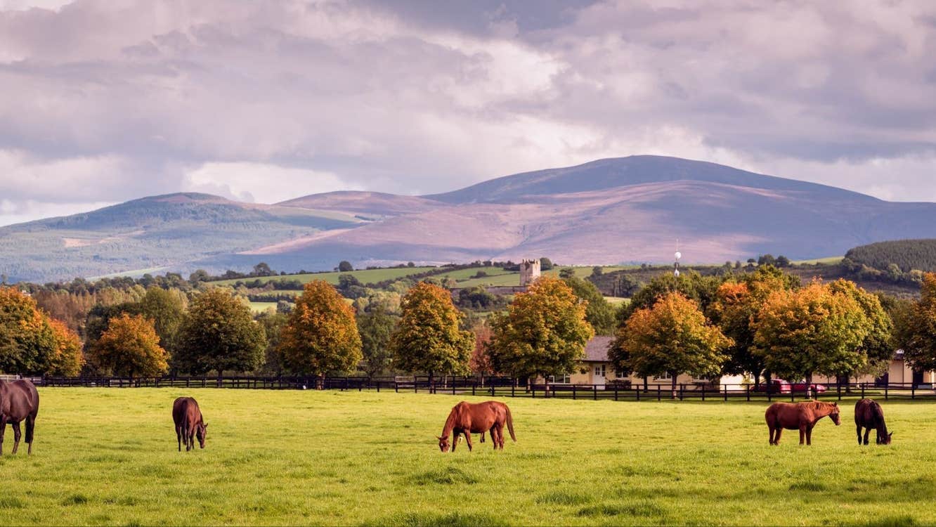 Five horses in a field enclosed by a gate and surrounded by trees