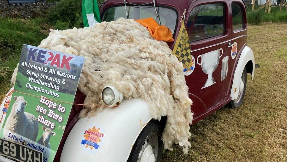 An old style small French car with bonnet covered in shorn wool from a sheep.