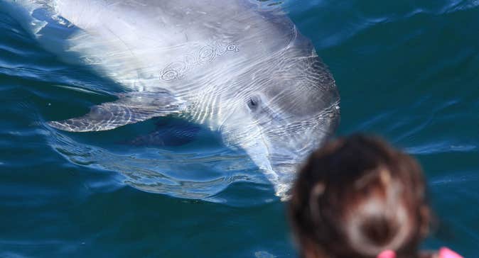 Dolphinwatch Carrigaholt