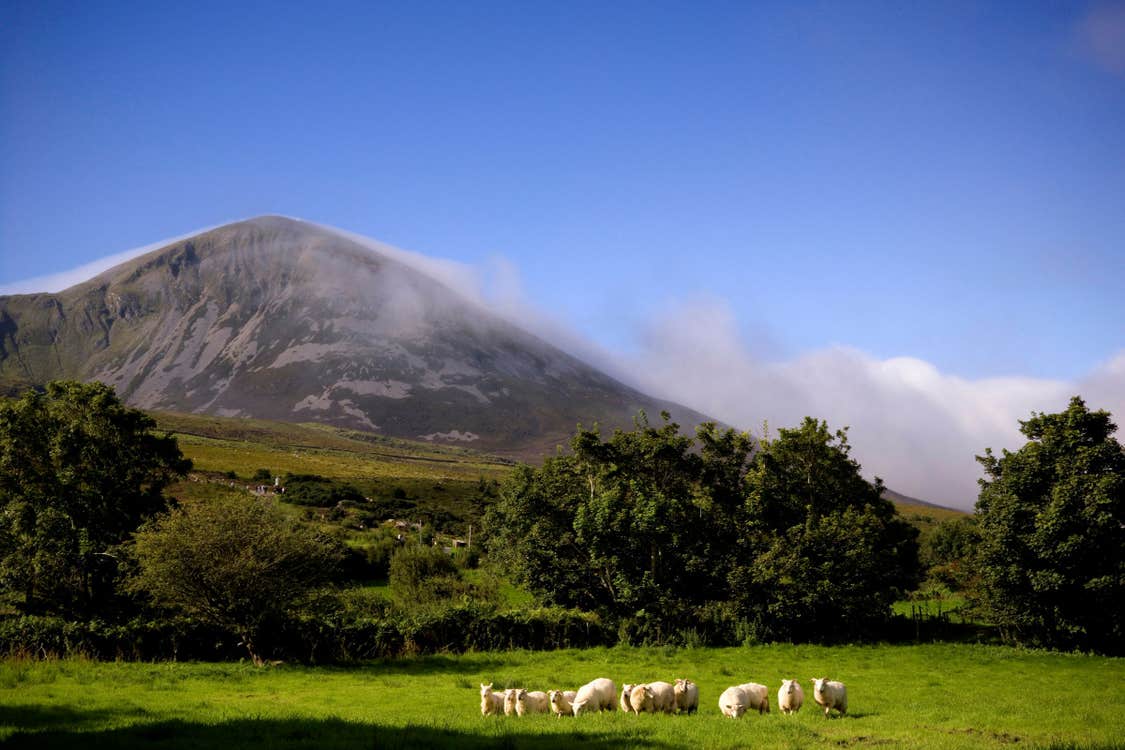 Image of sheep with Croagh Patrick in the background