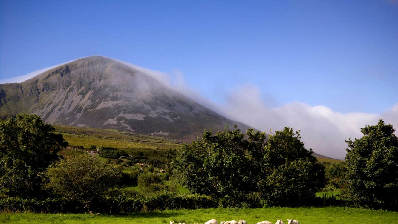 Image of sheep with Croagh Patrick in the background