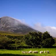 Image of sheep with Croagh Patrick in the background