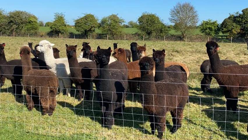 A white alpaca with brown alpacas behind a wire fence in a field