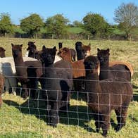 A white alpaca with brown alpacas behind a wire fence in a field