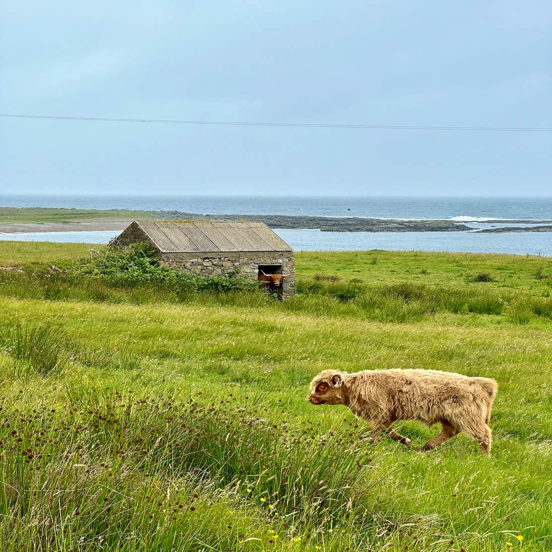 Two Highland cows in Fanad in County Donegal.