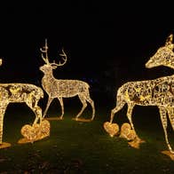 Wonderlights at Fota House, Cork