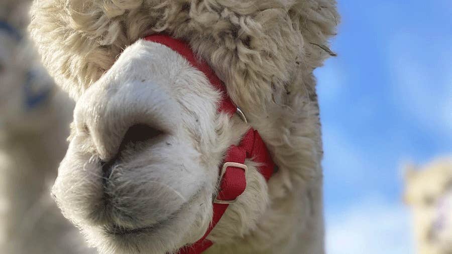 Alpaca Lodge close up of Ducky