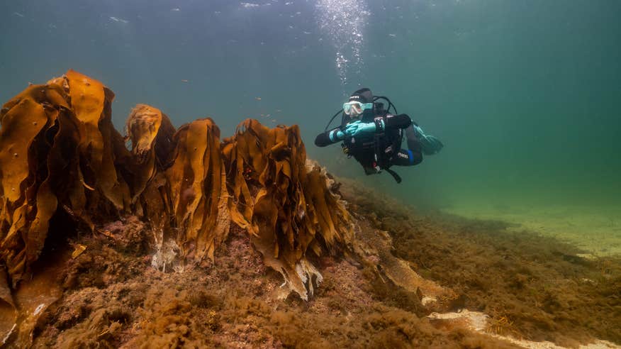 A person scuba diving with Atlantic Scuba Adventures in County Galway