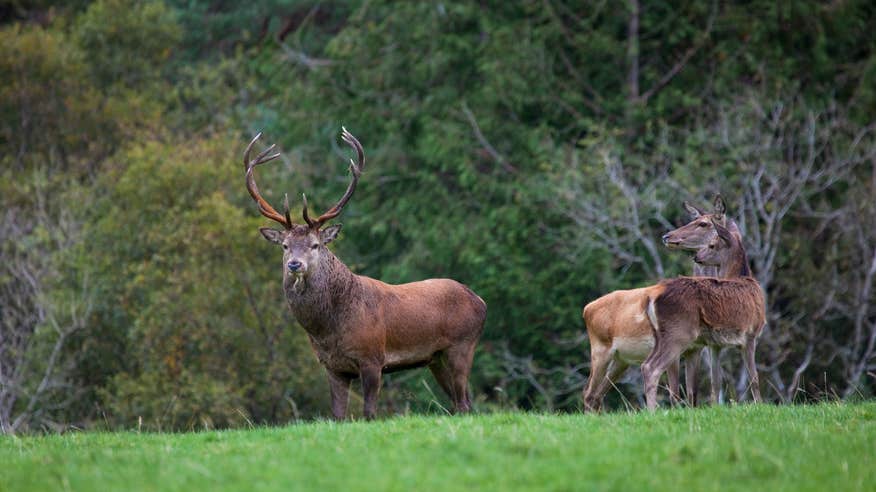 A herd of Red Deer in Killarney National Park in County Kerry.