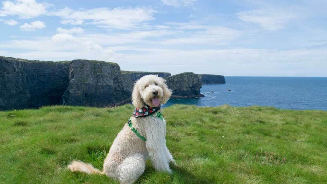Dog at Kilkee Cliffs, Clare, on a sunny day