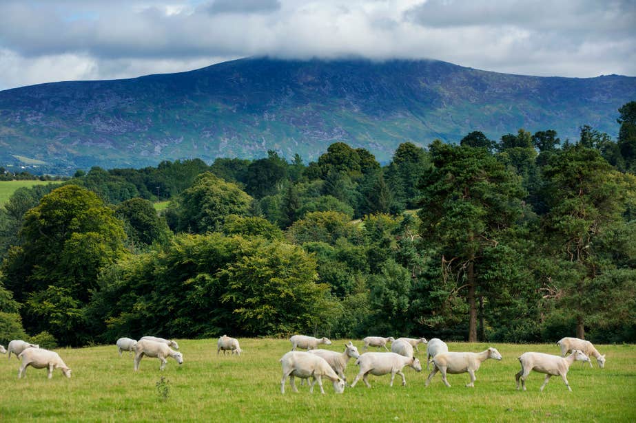 A herd of sheep grazing with Blackstairs Mountains in the background in County Carlow