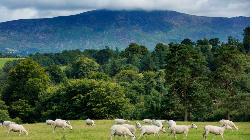 A herd of sheep grazing with Blackstairs Mountains in the background in County Carlow