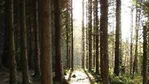 Cratloe Woods