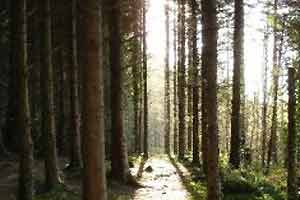 Cratloe Woods, Cratloe, Clare