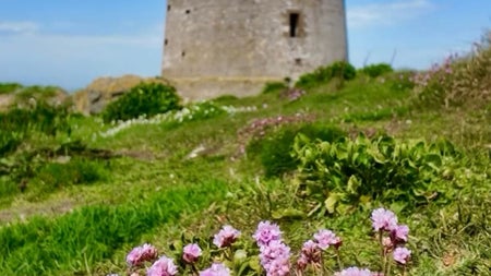 Pink seashore wildflowers on a grassy path leading to a historic Martello Tower