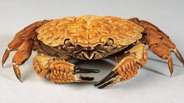 A crab from the National Museum's collection