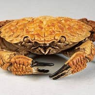 A crab from the National Museum's collection