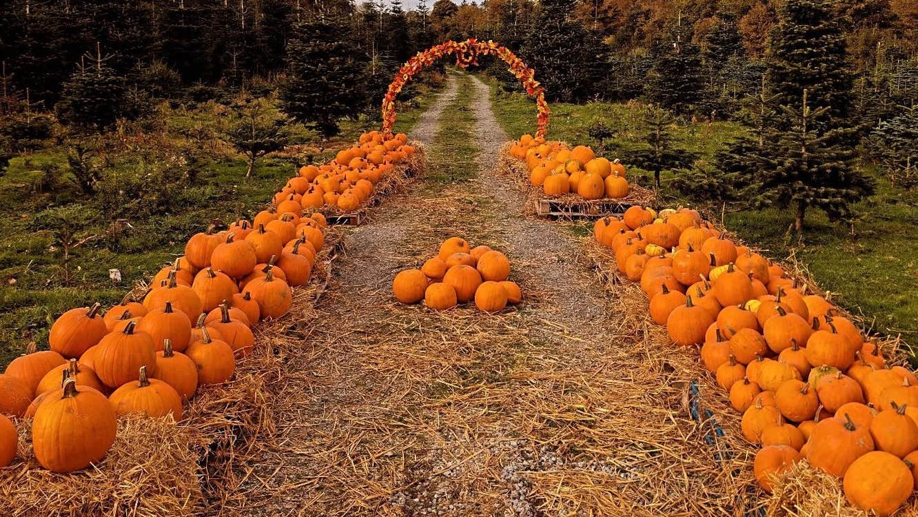 Ovens Pumpkin Patch In Cork
