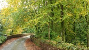 Galty Castle Wood