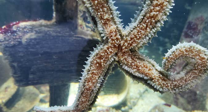 A spiny starfish in a glass tank in an aquarium