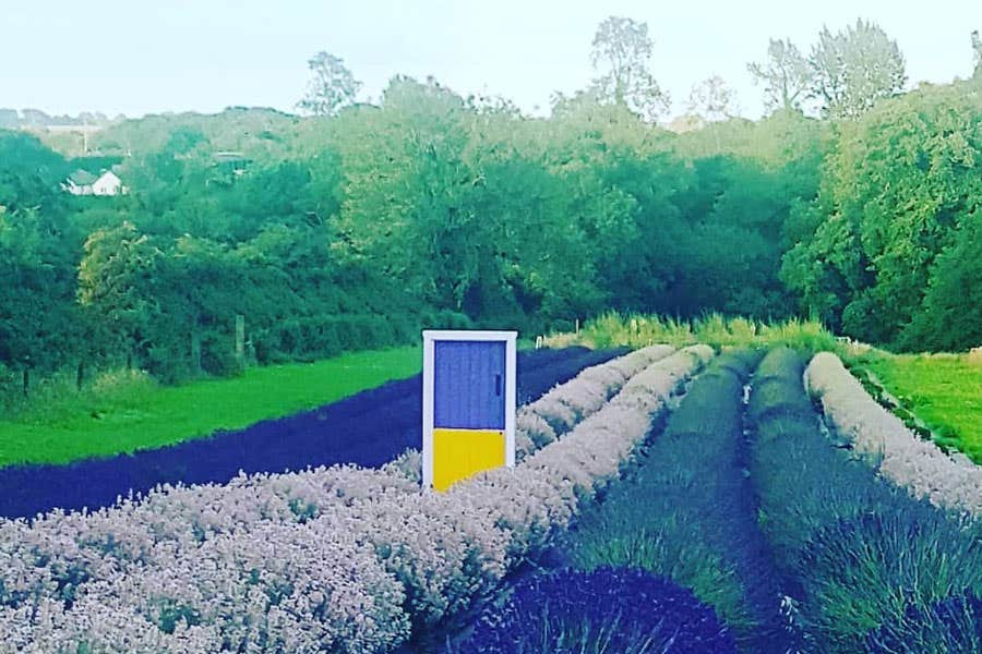 Lavender in bloom at Wexford Lavender Farm Gorey County Wexford