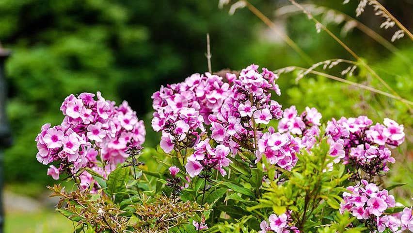 Pink flowers with an old village pump in the background as a feature