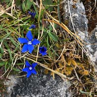 Blue flowers growing between rocks on a Burren Explore Camino Walk