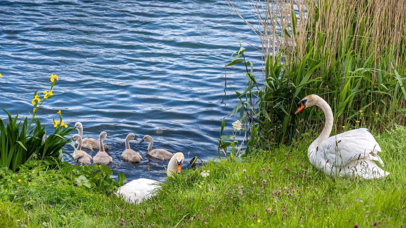 Swans on grass and swimming in a pond