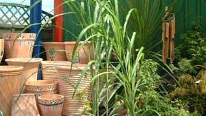 Rathvilly Garden Centre